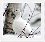 7willow grouse * 620 x 573 * (334KB)